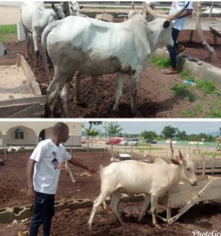 Tonto Dikeh buys two cows for her Muslim and Christian fans