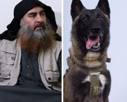 Photo of Dog that helped hunt down Abu Bakr Al-Baghdadi released