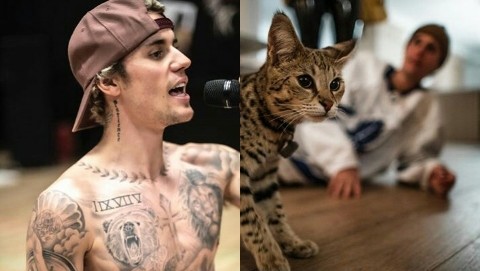 Justin Bieber's Cat Returns Home After Disappearing For A Month