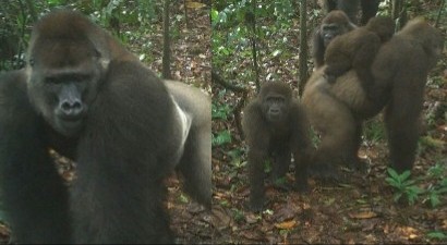 Cross River Gorillas: Mo Thank Cross River For Protecting Wildlife