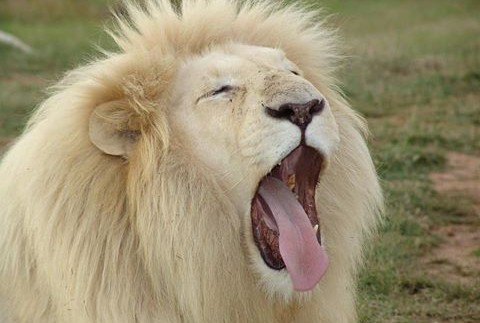 Two White Lion Maul South African Man In Presence Of Wife