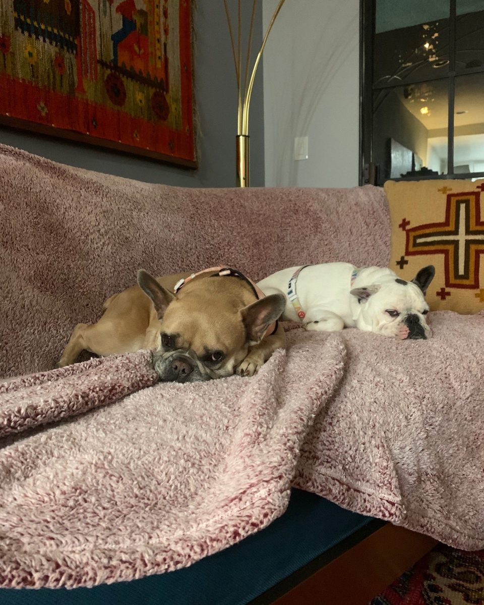 Lady Gaga's Dogs Finder To Get $500k Reward