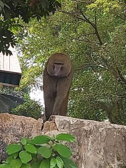 1 Person Injured As Gorilla Escapes Psychic Centre In Awka