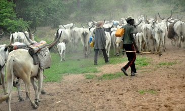 Afenifere Group Slam Malami On Open Grazing Statement