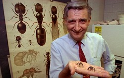 Edward O Wilson ‘Ant Man’ Dies At 92