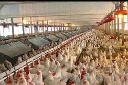 Bird Flu Detected In New York - U.S Officials Confirm