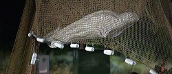 Beluga Whale Rescued From Seine River Dies