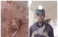Suspected Dog Thief Nabbed By Police In Gombe