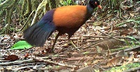 Black-Naped Pheasant-Pigeon Thought To Be Extinct For 140Years Spotted