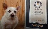 23-Year-Old Chihuahua Spike Named World's Oldest Living Dog