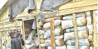 NDLEA Operatives Destroys 7,286kgs Of Skunk In Edo, After Gun Battle With Drug Lords