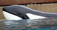 Kiska, 'The World's Loneliest' Orca Whale, Dies At Marineland