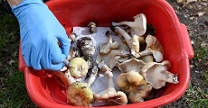 Australia Mushroom Deaths: Memorial Service Held For Couple