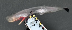 Stray Whale That Died In Osaka Bay To Be Buried