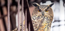 Flaco: Mourners Gather To Say Goodbye To Eurasian Eagle-Owl In New York City Memorial