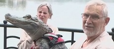 Wally Emotional Support Alligator Missing