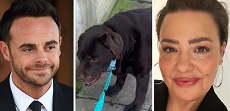 Ant McPartlin's ex Lisa Armstrong Vows To Fight For Full Custody Of Dog