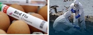 Bird Flu: US Confirms First Human Case With No Known Animal Exposure